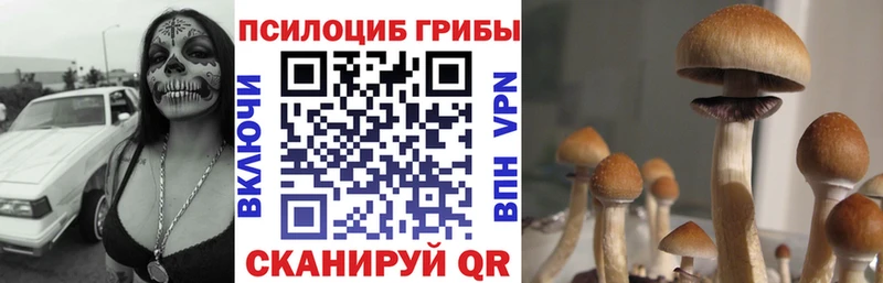 Псилоцибиновые грибы Psilocybe  закладки  Луза 